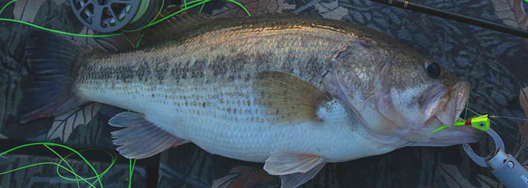 bigbassandy7lb750.jpg